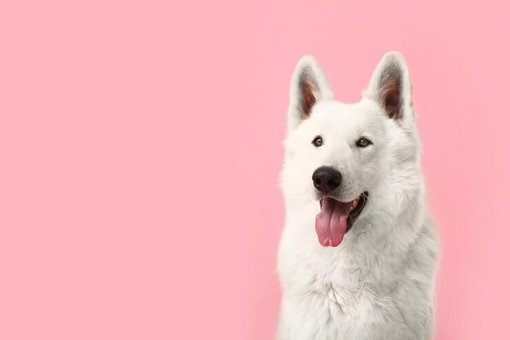 white german shepherd golden retriever mix