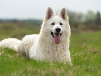 beautiful white german shepherd in the summer meadow