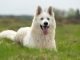 beautiful white german shepherd in the summer meadow