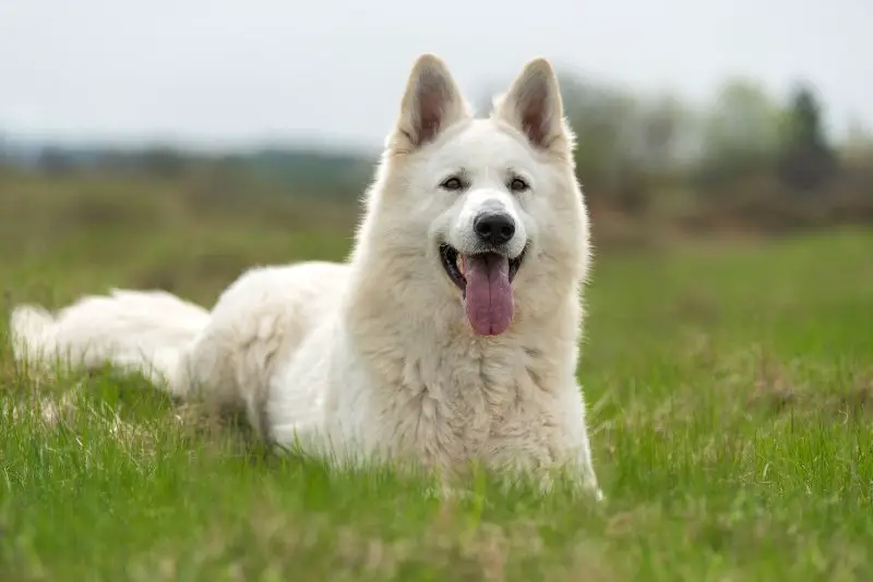 beautiful white german shepherd in the summer meadow