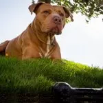 female red nose pitbull terrier