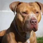 pitbull red nose