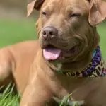 red nose pitbull