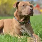 red nose pitbull playing