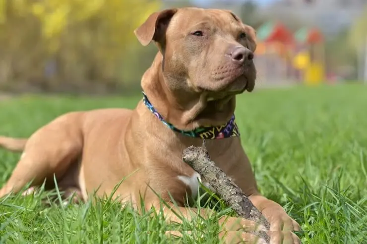 red american pitbull terrier