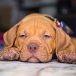 red nose pitbull puppy