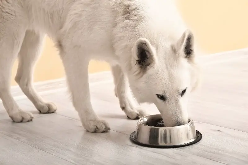 white german shepherd eating food from bowl at home