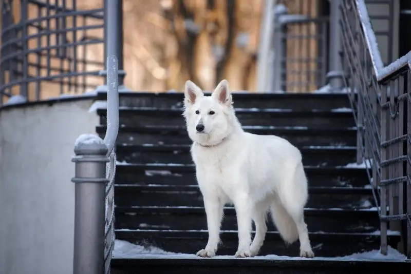 white shepherd dog standing on the stairs outdoors