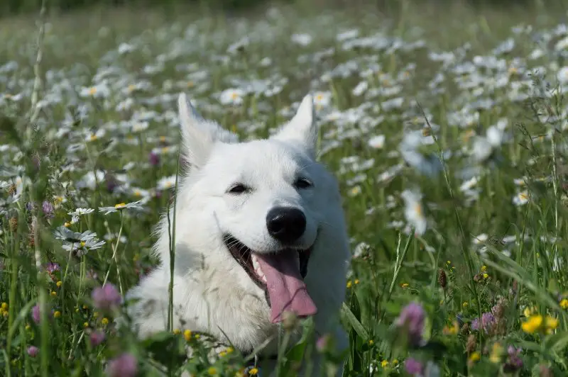 white shepherd sitting in a meadow full of daisies