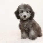 A Micro Poodle
