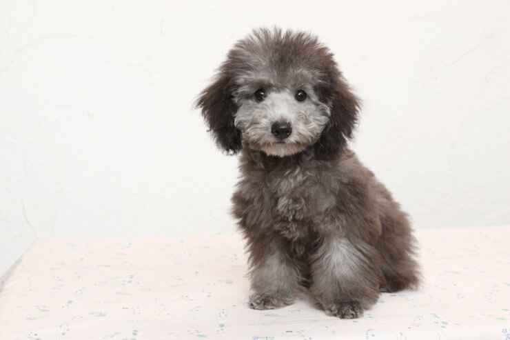 grey teacup poodle