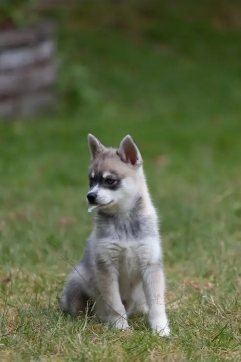 Miniature Husky Breed Profile: Size, Temperament & Breed Info