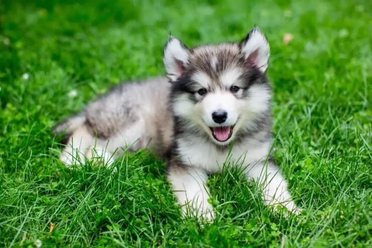 dogs that look like small huskies