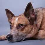 A Red Heeler