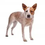 A Red Heeler Photo