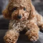 A Teacup Poodle