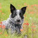 Un cucciolo di Texas Heeler