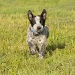 A Texas Heeler Puppy
