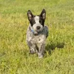 Un cachorro de Texas Heeler