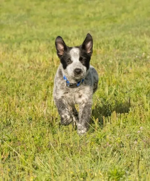 Un cucciolo di Texas Heeler