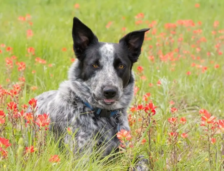 Un Texas Heeler