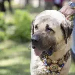 An Anatolian Shepherd