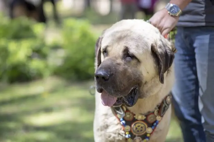 anatolian shepherd livestock guardian dogs