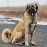 Anatolian Shepherd