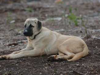 Anatolian Shepherd Breed Info The Ultimate Livestock Guardian? Cover