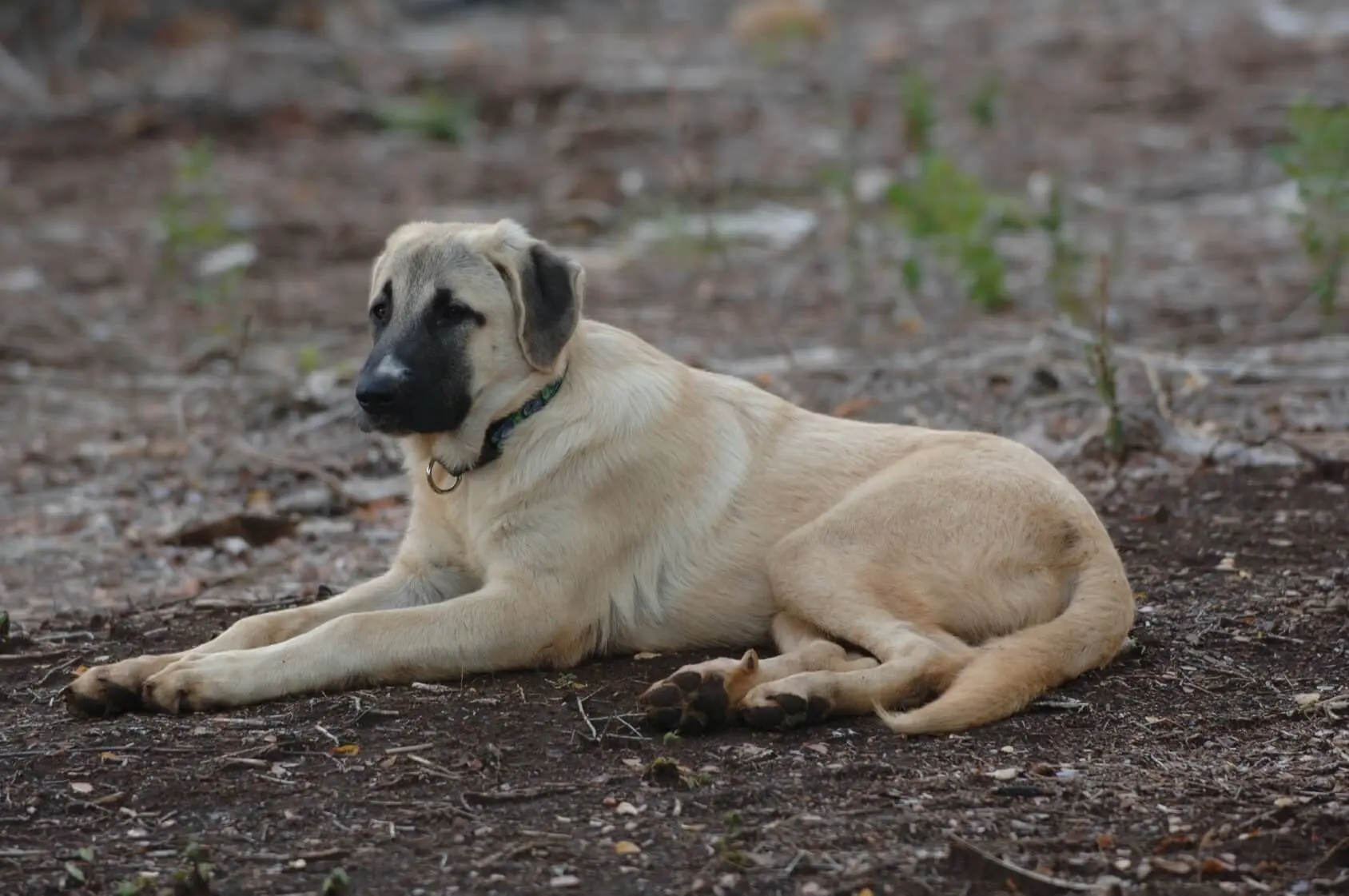 anatolian shepherd is this giant breed a good family pet