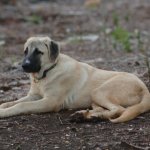 Anatolian Shepherd Dog