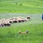 Anatolian Shepherd Dog At Work