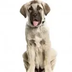 Anatolian Shepherd Puppy