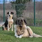 Anatolian Shepherd With Collie