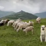 Anatolian Shepherd Working