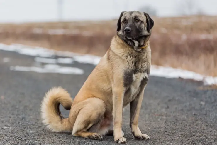 anatolian shepherd is this giant breed a good family pet