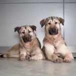 Anatolian Shepherds