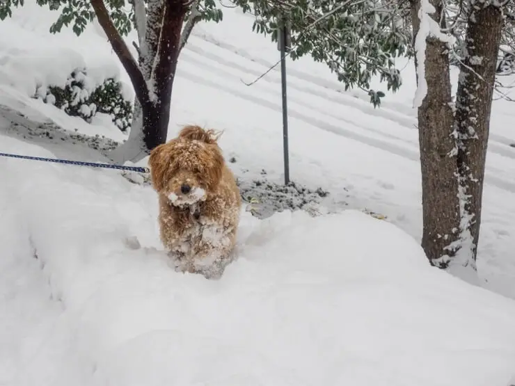 Australian Doodle In Snow