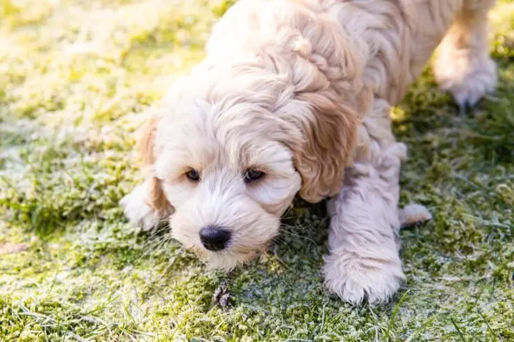 mini australian labradoodle puppies