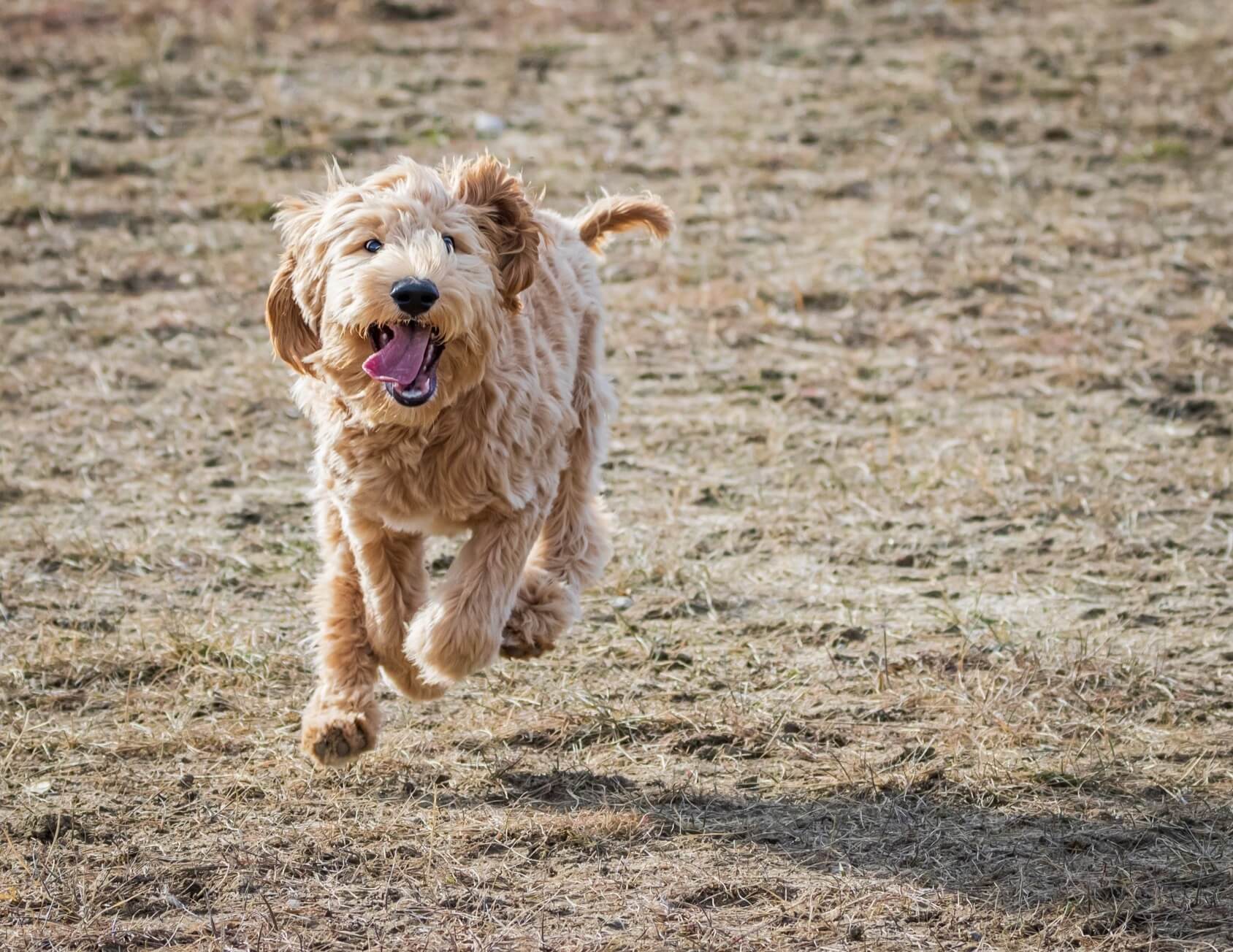 Australian Labradoodle: 9 Things Before Getting One Perfect Dog