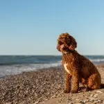 Australian Labradoodle On Beech