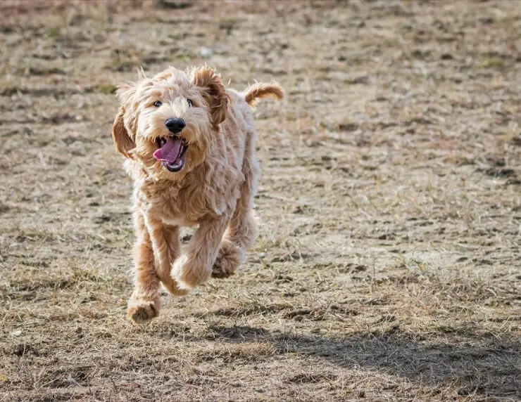 labradoodle husky