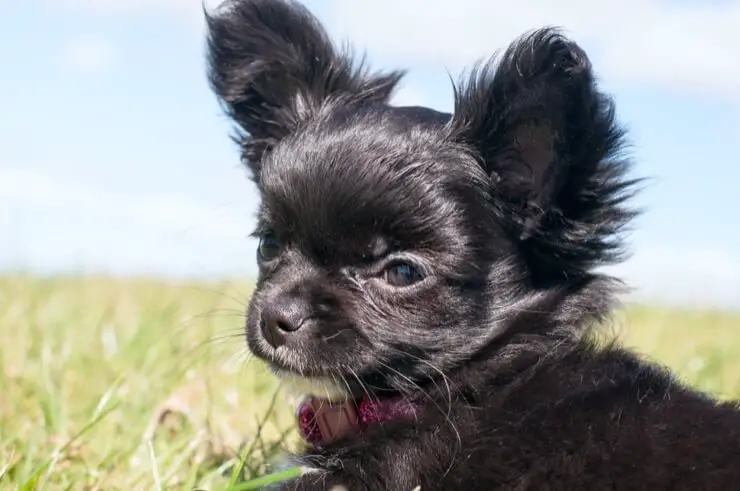 black and white teacup chihuahua