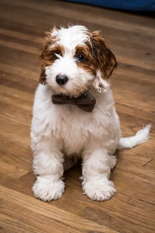 Boy Australian Labradoodle