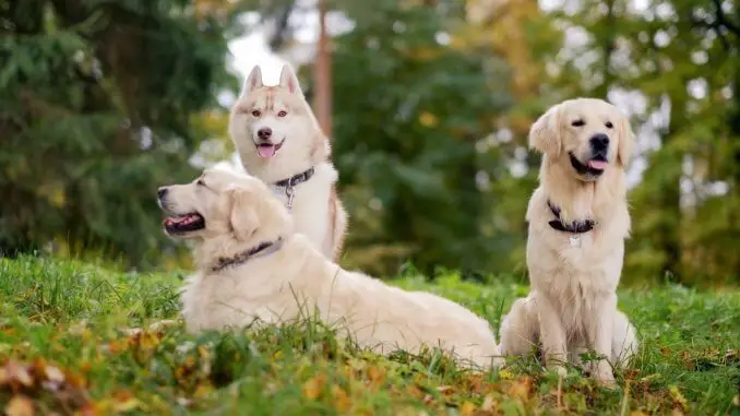 Goberian 6 Reasons To Own The Golden Retriever Husky Mix Cover