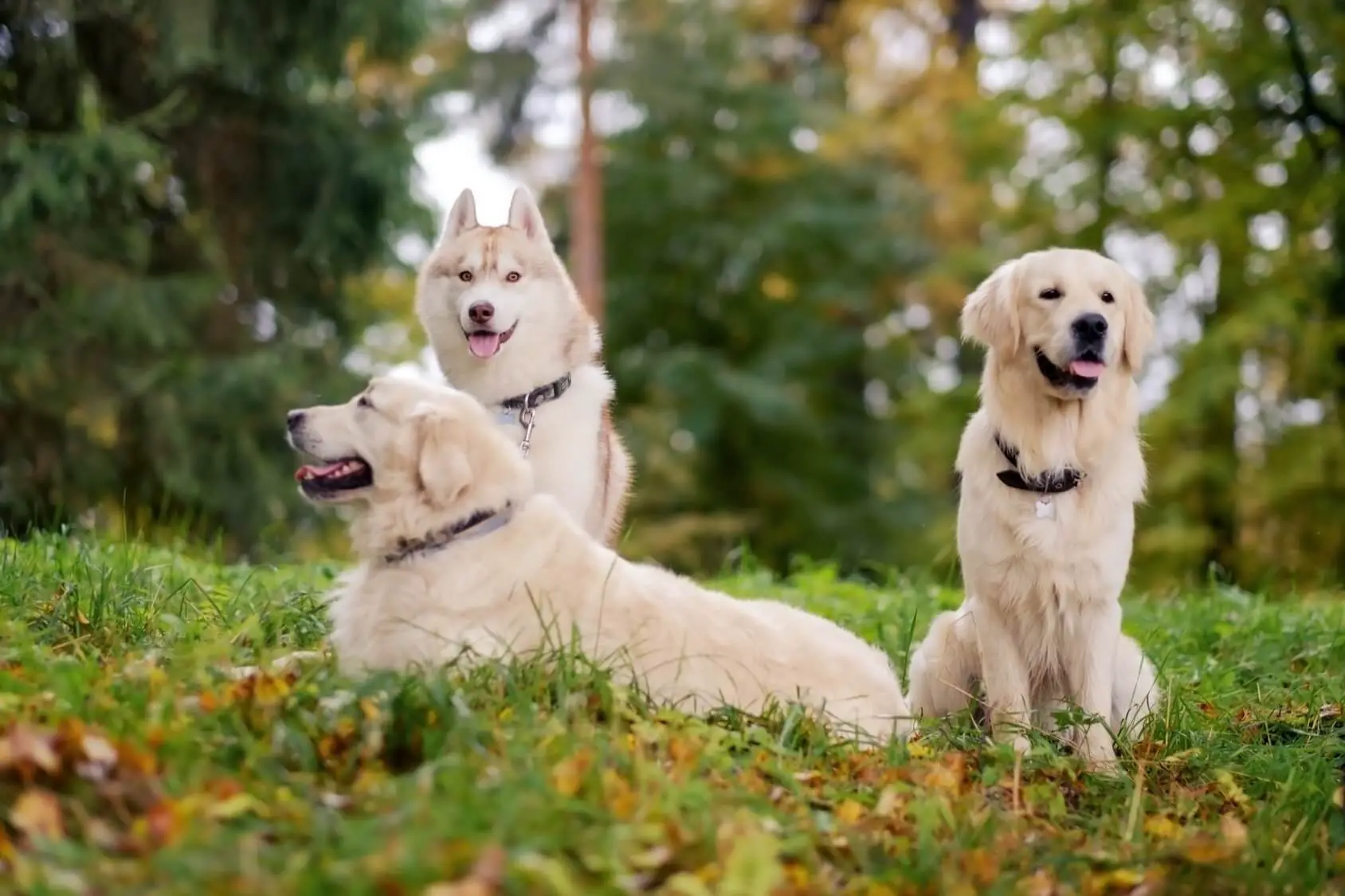Goberian: Reasons To The Golden Retriever Husky Mix | Perfect Dog Breeds