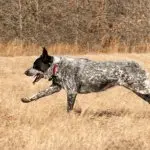 Heeler Dog