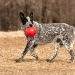 Heeler Working