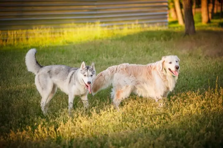 siberian husky golden retriever mix for sale