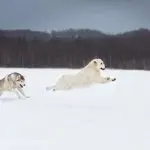 Husky Chasing Golden Retriever